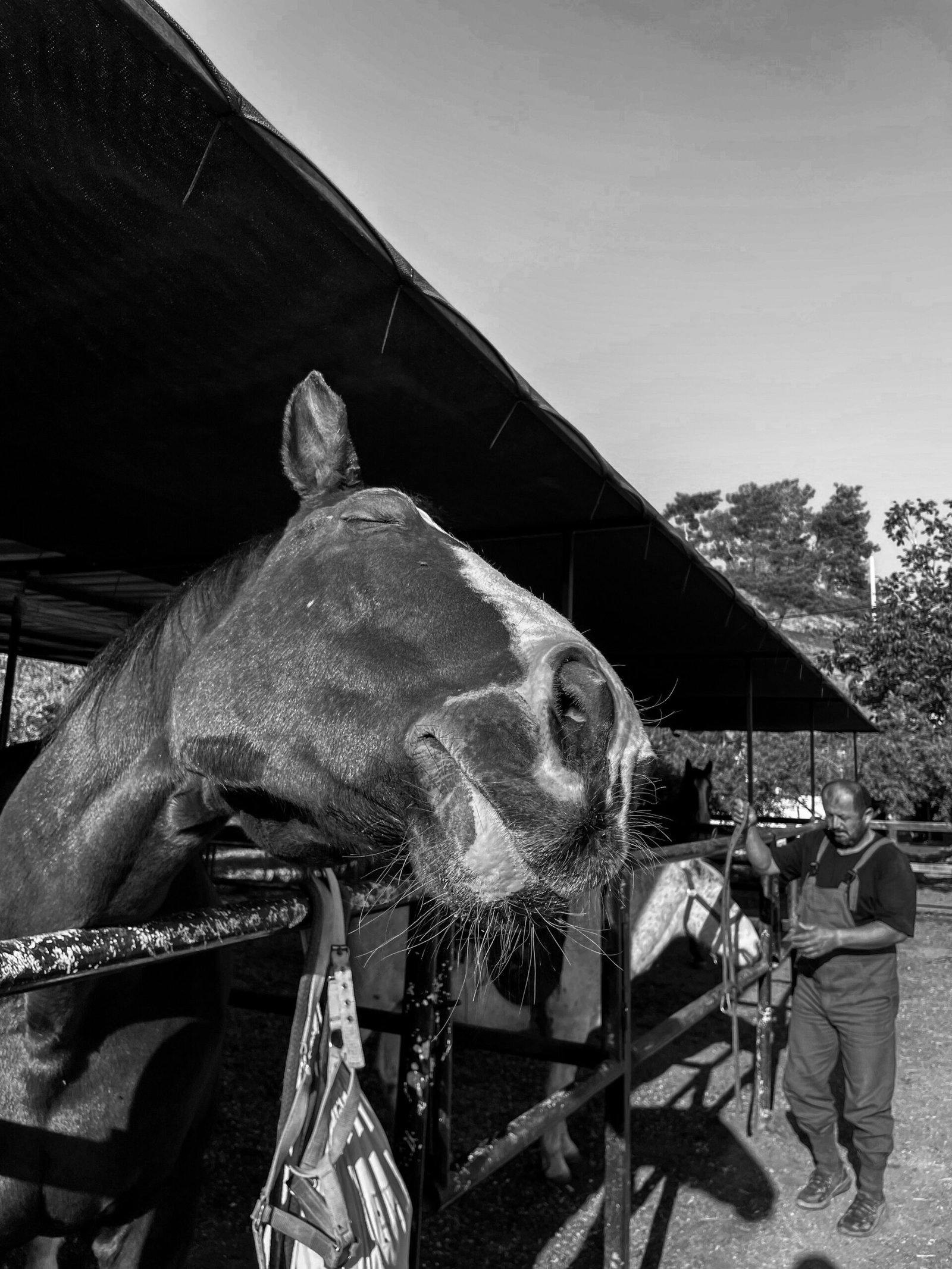 a person standing next to a horse